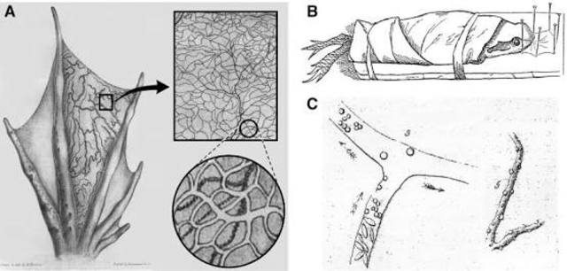 Discovery of Capillaries