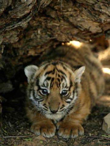 Population Numbers in Low Hundreds