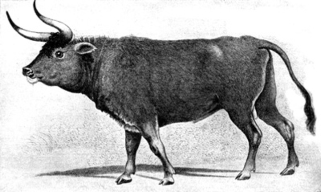 Aurochs
