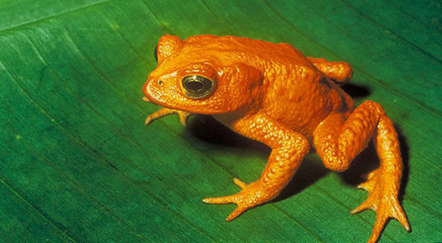 Golden Toad