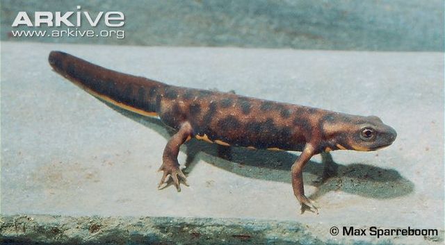 Yunnan Lake Newt