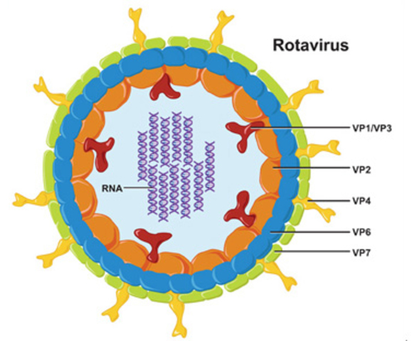 Rotavirus: First Vaccine Withdrawn