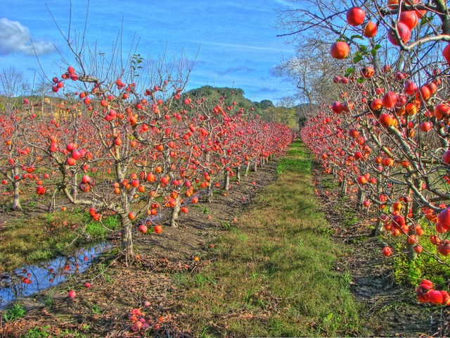 Apple Orchard