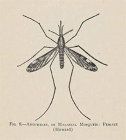 Disease Throughout Panama