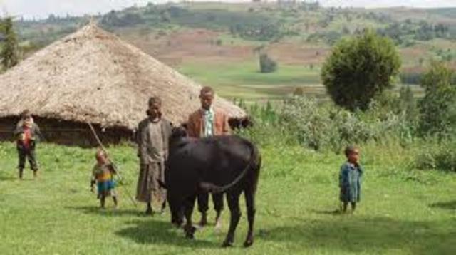 Black Dove White Raven