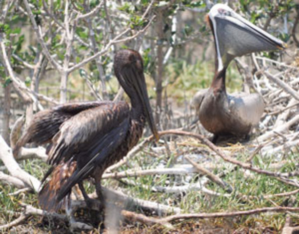 DOJ probe of spill could delay civil litigation