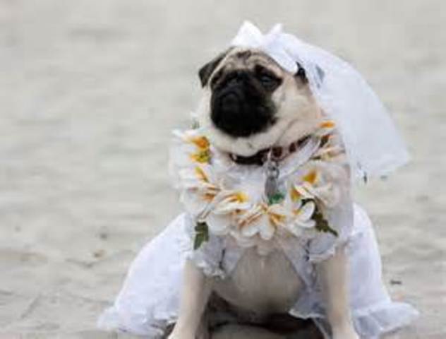 The Dog Bride