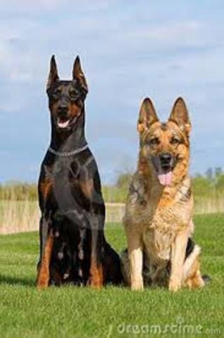 Doberman & German Shepherds