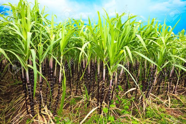 Sugarcane Cultivation In Brazil