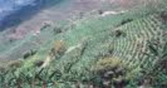 d.C Economia (Entrada al territorio)