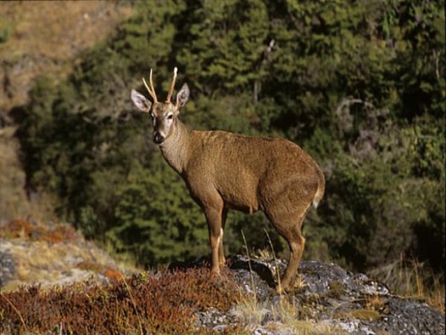 Estrategia Nacional de Conservación de la Diversidad Biológica presenta normativa
