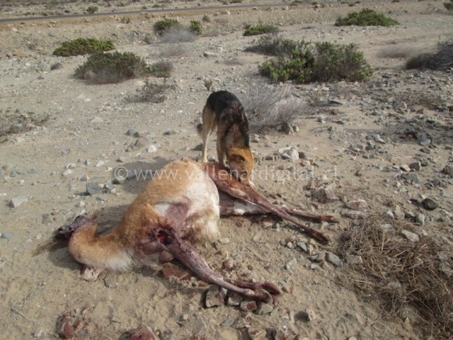 Perros atacan guanacos