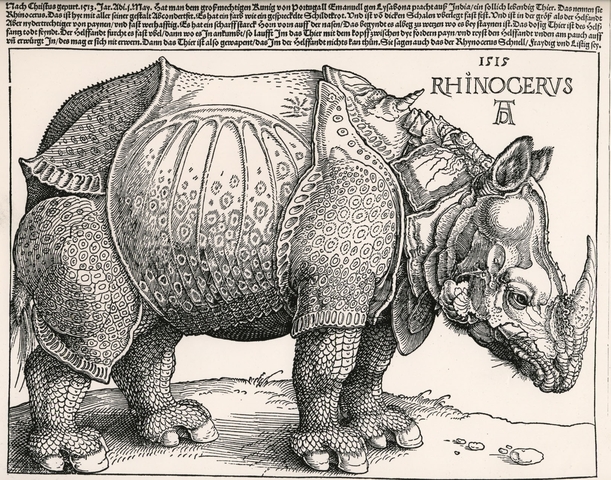 Rhinoceros - Albrecht Durer