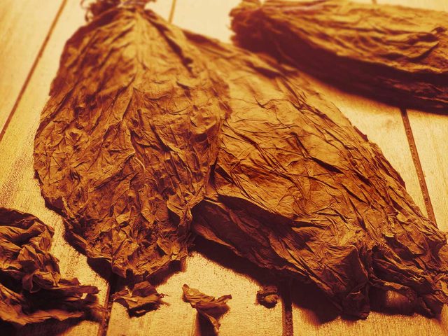 Tobacco arrives in Europe