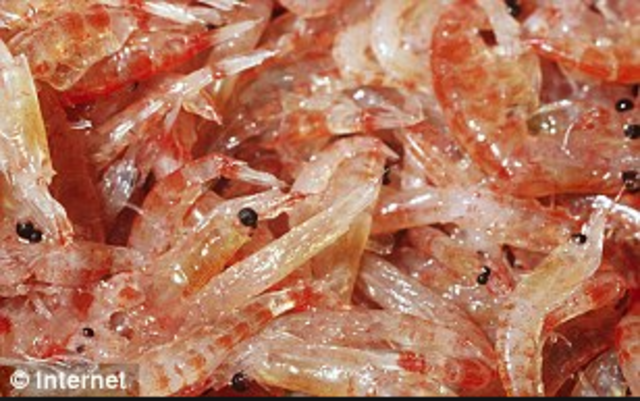 The Plankton Factory