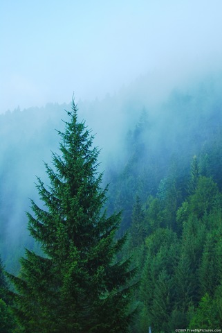 First Case of  State Management of Forests in the World