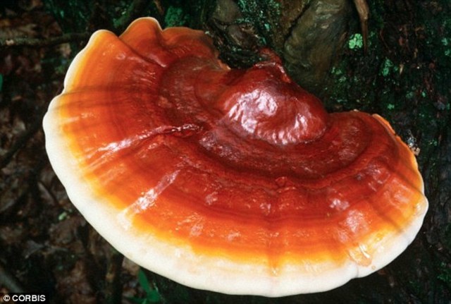 scientists at Chang Gung