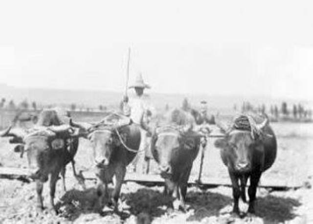 CONVENCION TRANSLADADA