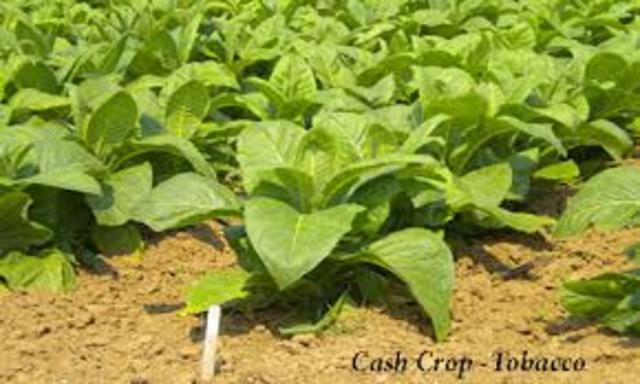 Cash crop