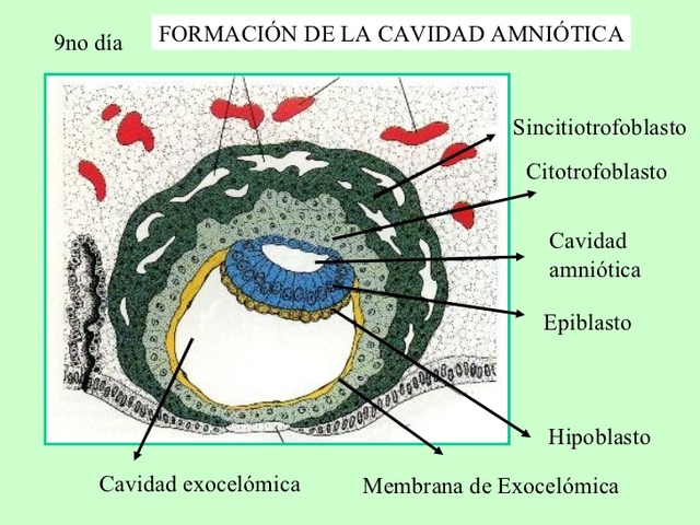 Día 8 (Segunda semana de desarrollo)