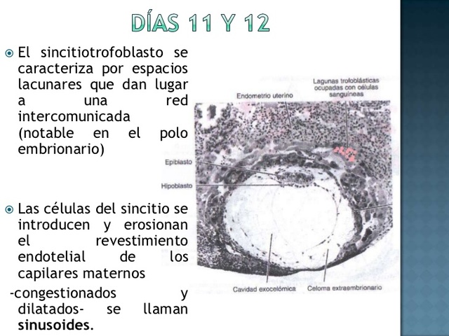 Undécimo a Duodécimo día de desarrollo