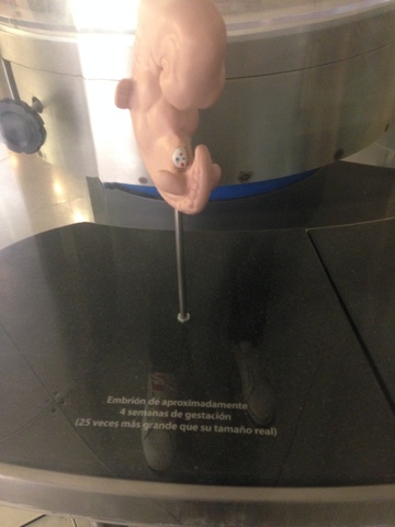 Tercera a Octava Semana