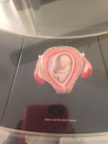 Periódo Fetal (tercer mes hasta el parto)