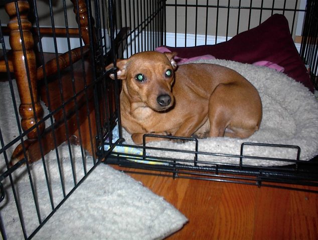 MY family got our first dog