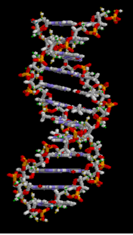 Watson & Crick discovered the double helix of the DNA