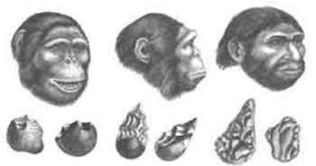 Austrlopitecus robustus -boisei