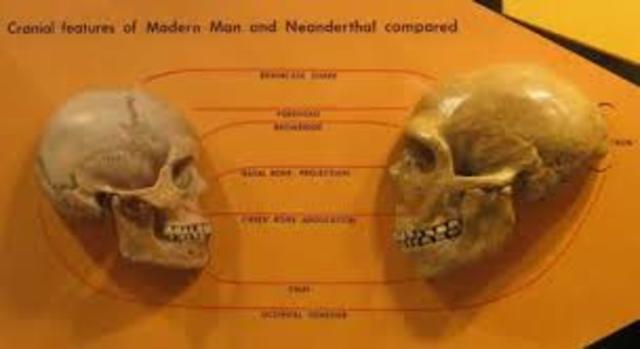 Homo neanderthalensis