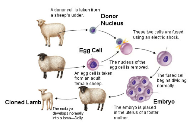 Dolly, somatic cell nuclear transfer