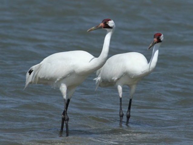 Whooping Crane Population Loss