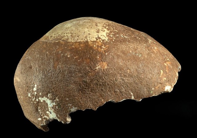Scull found in East Africa.