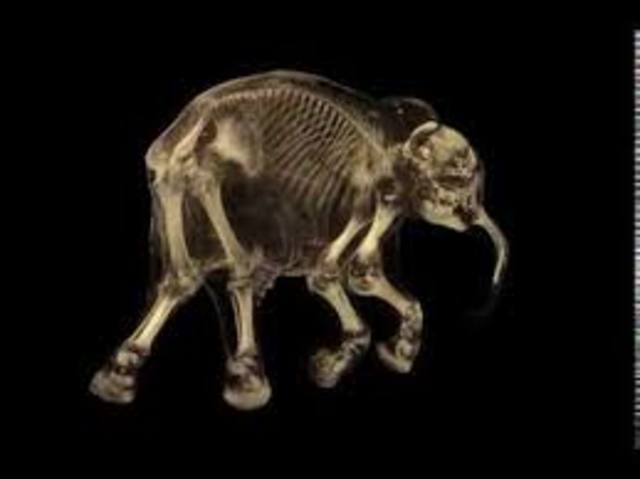 Babby mammoth frozen for 37,000 years.