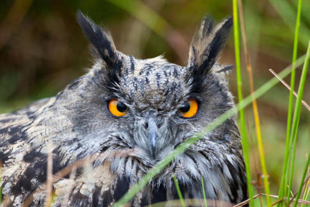 Klage gegen Hochspannungsleitung zum Schutz des Uhus