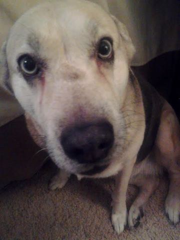 The Day I Got My First Dog!!