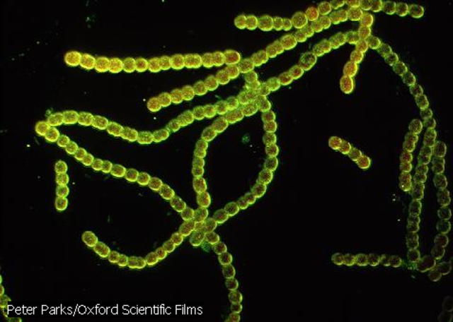 Precámbrico (Arcaico)