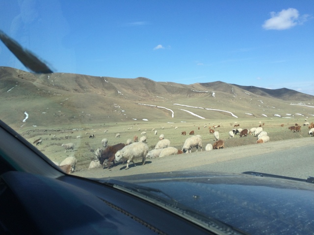 Mongolia Field Forum