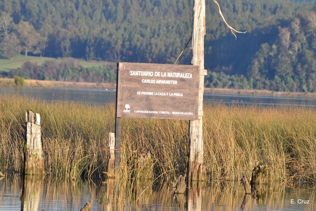 se registran rellenos en el humedal de cotapos ex cárcel