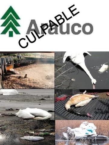 El desastre de Valdivia por contaminación: CELCO es responsable