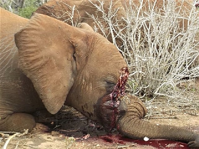 Decimated Elephant Herds- Asian Demand