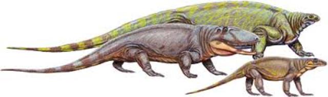 Fanerozoico/Paleozoico/Pérmico