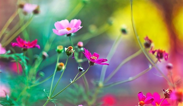 Fanerozoico/Mesozoico/Cretácico