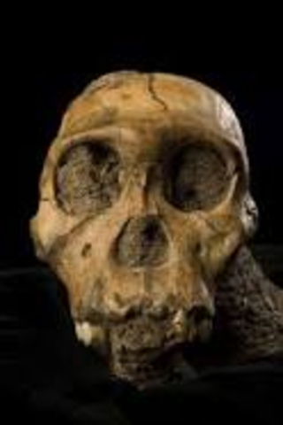 Finding Australopithecus Sediba