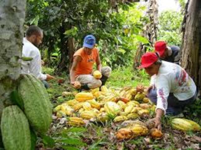 AUGE Cacaotero