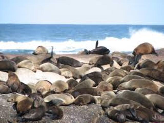 Seals overpopulated a fjörd and makes fishing harder