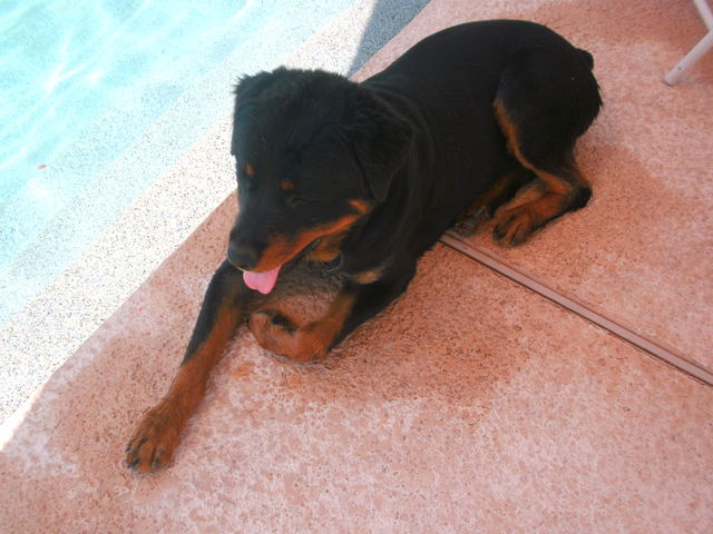 My three little sisters and I came to live with our new foster family.