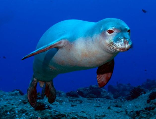 La foca monje del mediterráneo