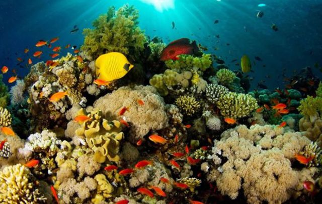 Arrecife de coral
